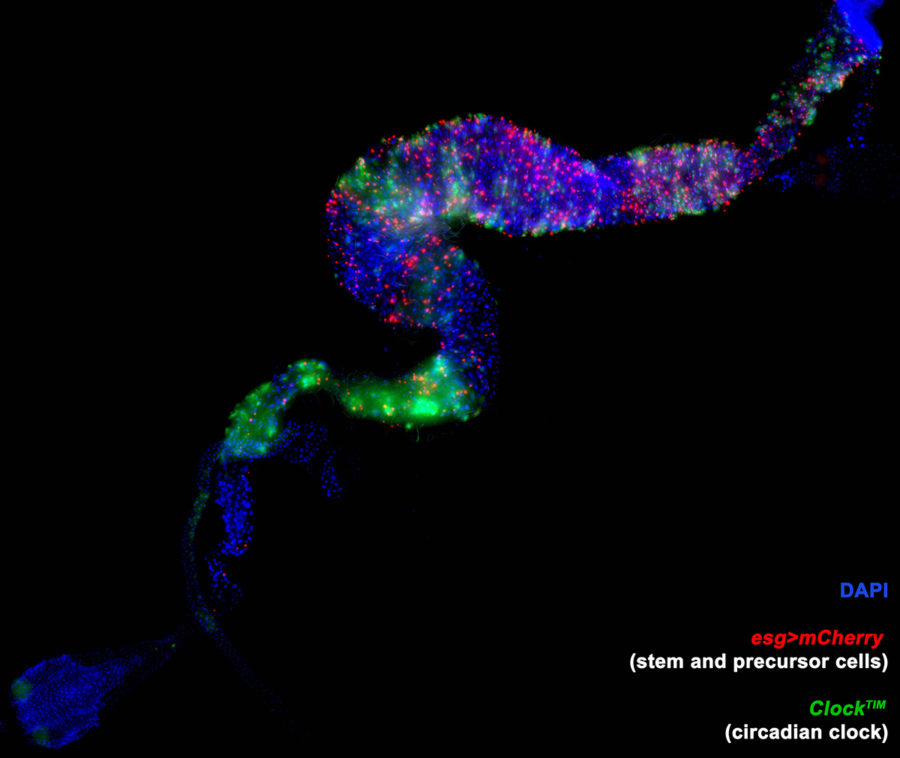 Research Drosophila Intestine (web)