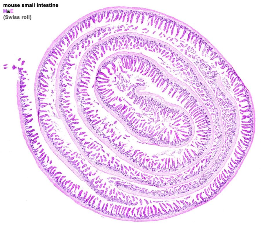 Research Mouse Intestine (web)